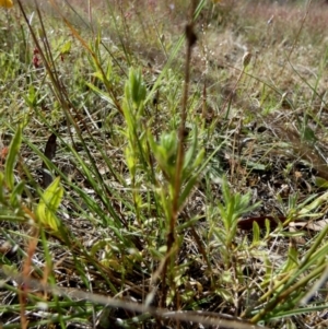 Leptorhynchos squamatus subsp. squamatus at Borough, NSW - suppressed