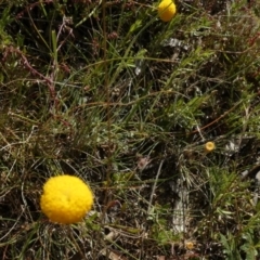 Leptorhynchos squamatus subsp. squamatus at Borough, NSW - suppressed