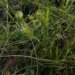 Hydrocotyle laxiflora at Borough, NSW - 8 Dec 2022