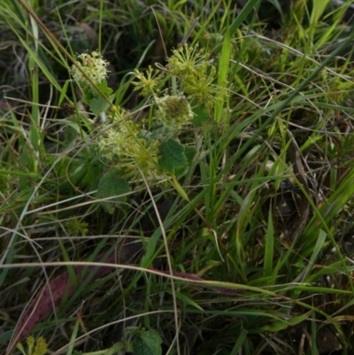 Hydrocotyle laxiflora (Stinking Pennywort) at Borough, NSW - 8 Dec 2022 by Paul4K