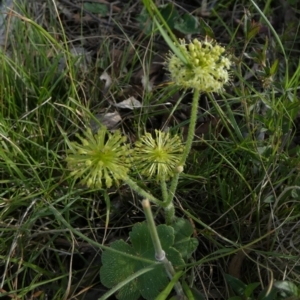 Hydrocotyle laxiflora at Borough, NSW - 8 Dec 2022