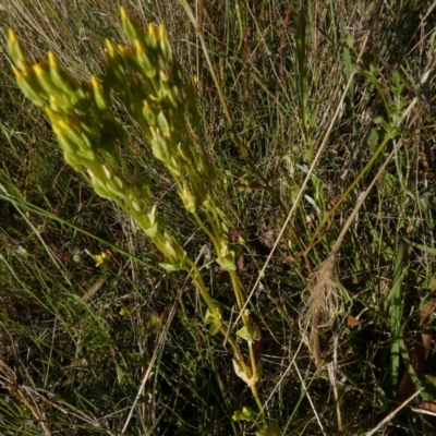 Sebaea ovata (Yellow Centaury) at Borough, NSW - 8 Dec 2022 by Paul4K