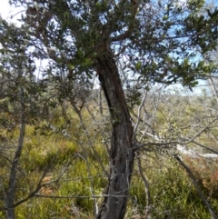 Gaudium trinervium at Borough, NSW - suppressed