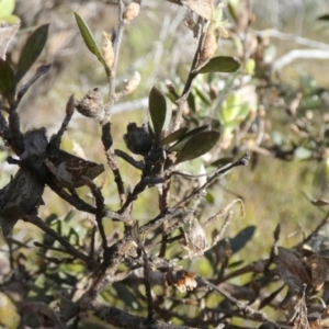 Gaudium trinervium at Borough, NSW - suppressed