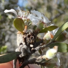 Gaudium trinervium at Borough, NSW - suppressed