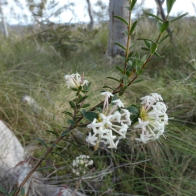 Pimelea linifolia (Slender Rice Flower) at Boro - 8 Dec 2022 by Paul4K