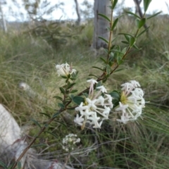 Pimelea linifolia (Slender Rice Flower) at Borough, NSW - 8 Dec 2022 by Paul4K