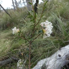 Pimelea linifolia at Borough, NSW - 9 Dec 2022