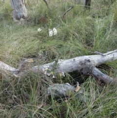 Pimelea linifolia at Borough, NSW - 9 Dec 2022