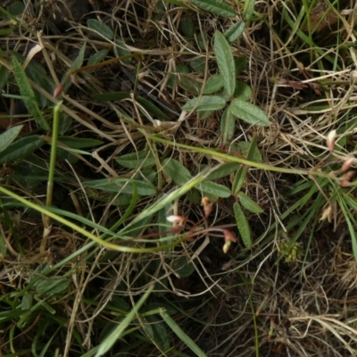 Grona varians (Slender Tick-Trefoil) at Borough, NSW - 9 Dec 2022 by Paul4K
