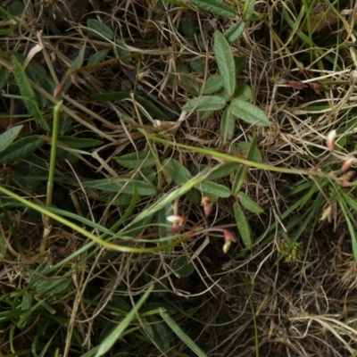 Grona varians (Slender Tick-Trefoil) at Borough, NSW - 8 Dec 2022 by Paul4K