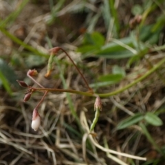Grona varians at Borough, NSW - suppressed