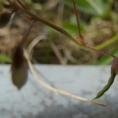 Grona varians at Borough, NSW - suppressed