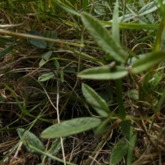 Desmodium varians at suppressed - 9 Dec 2022