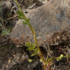 Daucus glochidiatus at Borough, NSW - 9 Dec 2022