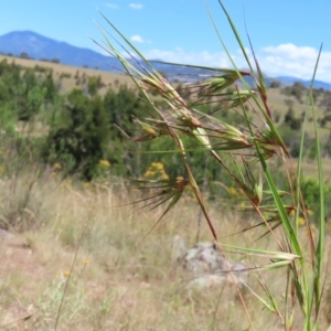 Themeda triandra at Paddys River, ACT - 10 Dec 2022