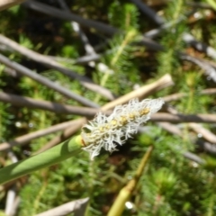 Eleocharis sphacelata (Tall Spike-rush) at Borough, NSW - 8 Dec 2022 by Paul4K