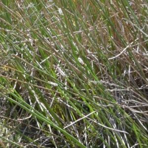 Eleocharis sphacelata at Borough, NSW - 9 Dec 2022