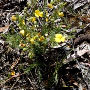 Gompholobium huegelii at Borough, NSW - suppressed