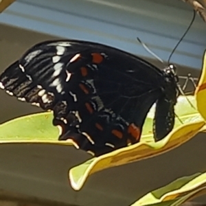 Papilio aegeus at Wright, ACT - 11 Dec 2022