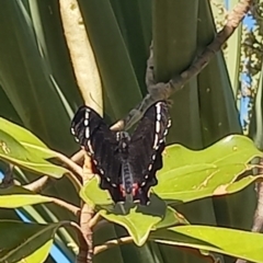 Papilio aegeus at Wright, ACT - 11 Dec 2022