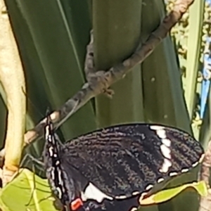 Papilio aegeus at Wright, ACT - 11 Dec 2022