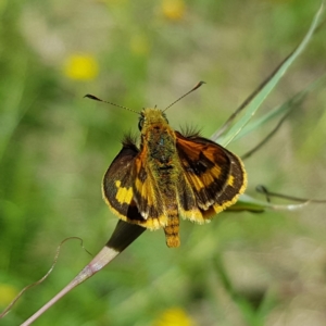 Ocybadistes walkeri at Kambah, ACT - 10 Dec 2022