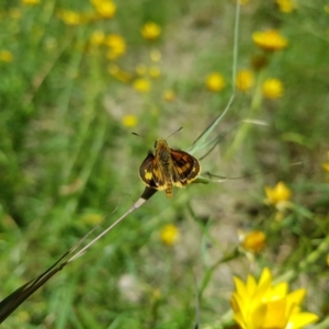 Ocybadistes walkeri at Kambah, ACT - 10 Dec 2022 12:19 PM