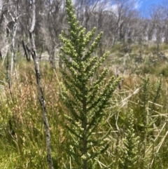 Olearia algida (Alpine Daisy Bush) at Cotter River, ACT - 10 Dec 2022 by MattM