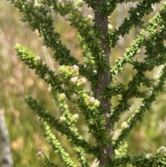 Olearia algida at Cotter River, ACT - 10 Dec 2022