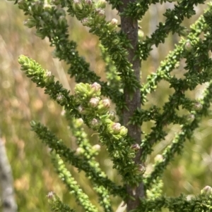 Olearia algida at Cotter River, ACT - 10 Dec 2022