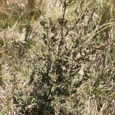 Leptospermum myrtifolium (Myrtle Teatree) at Cotter River, ACT - 10 Dec 2022 by MattM