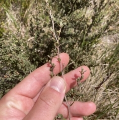 Leptospermum myrtifolium at Cotter River, ACT - 10 Dec 2022 12:56 PM