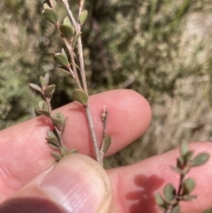 Leptospermum myrtifolium at Cotter River, ACT - 10 Dec 2022