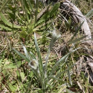 Celmisia tomentella at Cotter River, ACT - 10 Dec 2022 12:16 PM