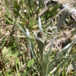 Celmisia tomentella at Cotter River, ACT - 10 Dec 2022