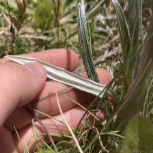 Celmisia tomentella at Cotter River, ACT - 10 Dec 2022