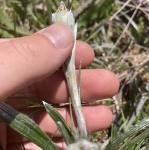 Celmisia tomentella at Cotter River, ACT - 10 Dec 2022