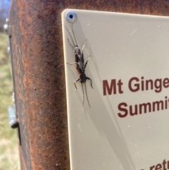 Eusthenia (genus) (A stonefly) at Cotter River, ACT - 10 Dec 2022 by MattM