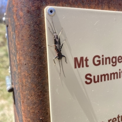Eusthenia (genus) (A stonefly) at Cotter River, ACT - 10 Dec 2022 by MattM