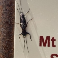 Eusthenia sp. (genus) at Cotter River, ACT - 10 Dec 2022