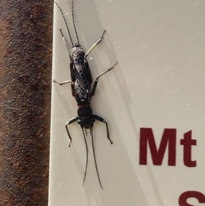 Eusthenia sp. (genus) at Cotter River, ACT - 10 Dec 2022 11:19 AM