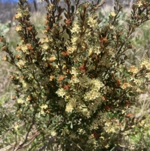 Phebalium squamulosum subsp. ozothamnoides at Cotter River, ACT - 10 Dec 2022 11:17 AM