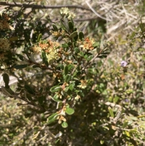 Phebalium squamulosum subsp. ozothamnoides at Cotter River, ACT - 10 Dec 2022 11:17 AM