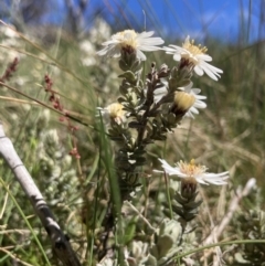 Olearia brevipedunculata (Dusty Daisy Bush) at Cotter River, ACT - 9 Dec 2022 by MattM