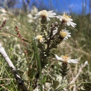 Olearia brevipedunculata at Cotter River, ACT - 10 Dec 2022