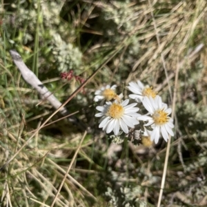 Olearia brevipedunculata at Cotter River, ACT - 10 Dec 2022 10:27 AM