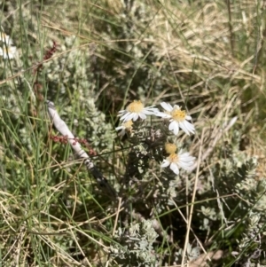 Olearia brevipedunculata at Cotter River, ACT - 10 Dec 2022 10:27 AM