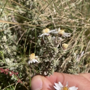 Olearia brevipedunculata at Cotter River, ACT - 10 Dec 2022 10:27 AM