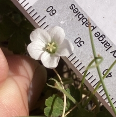 Geranium obtusisepalum (Kosciusko Crane's-bill) at Cotter River, ACT - 10 Dec 2022 by MattM